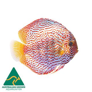 10CM ASSORTED DISCUS