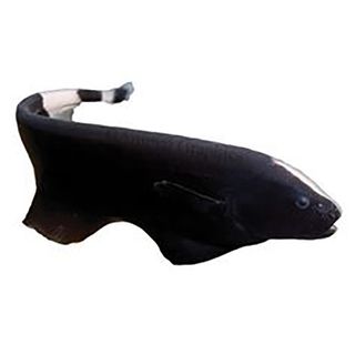 7CM BLACK GHOST KNIFE FISH