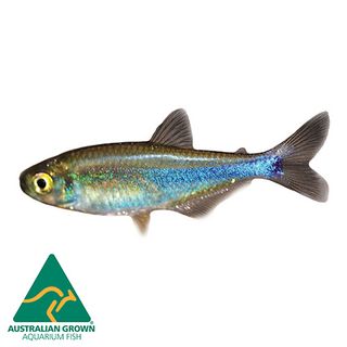 3CM BLUE KING TETRA
