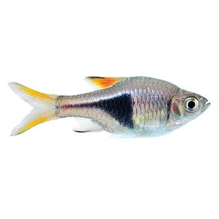 RASBORA