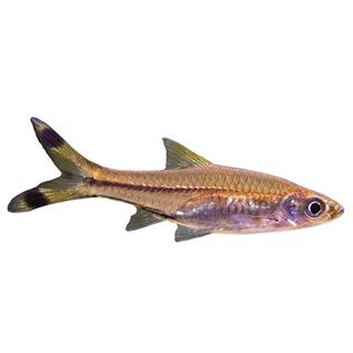 5CM SCISSORTAIL RASBORA