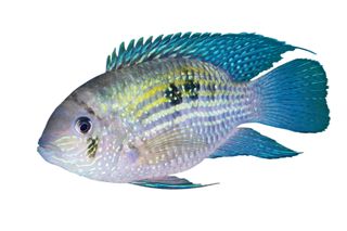 5CM NEON BLUE ACARA