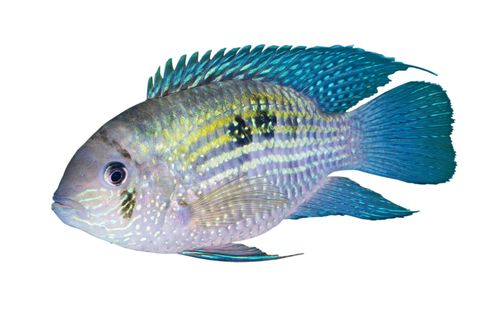 5CM NEON BLUE ACARA