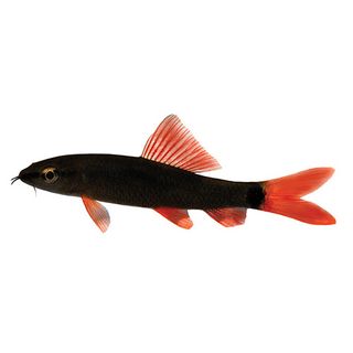 5CM RAINBOW SHARK