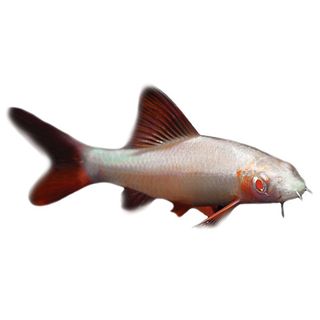 5CM ALBINO RAINBOW SHARK