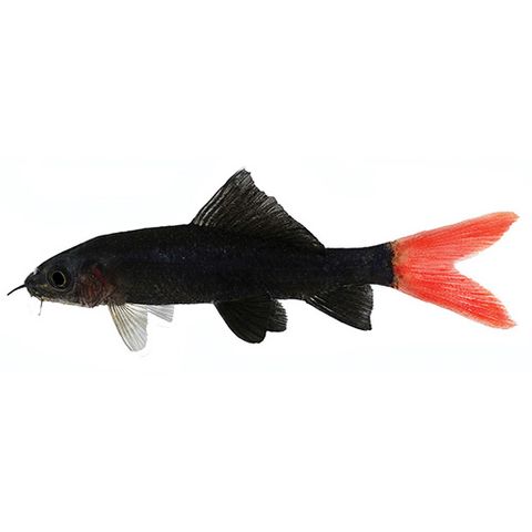 5CM REDTAIL BLACK SHARK