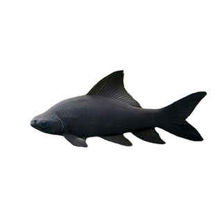 5CM BLACK SHARK