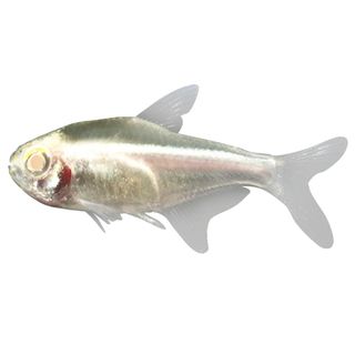 2.5CM ALBINO  NEON TETRA