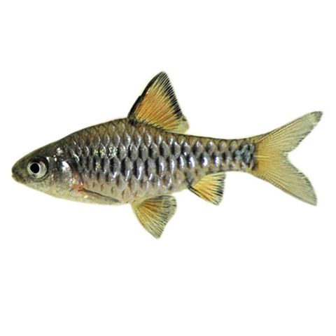 2.5CM CHECKERED BARB