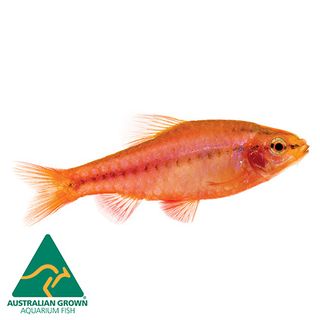 2.5CM CHERRY BARB