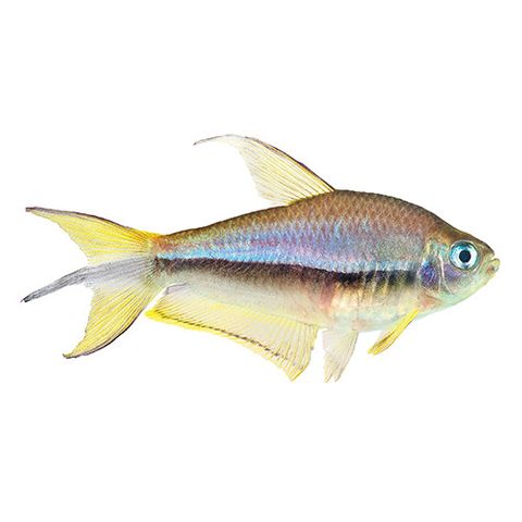 2.5CM BLUE EMPEROR TETRA