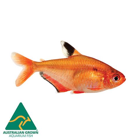 3CM RED SERPAE TETRA