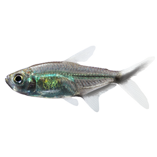 3CM COSTAE TETRA