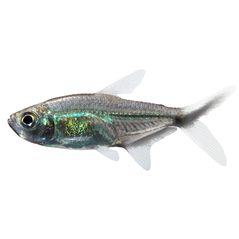 3CM COSTAE TETRA