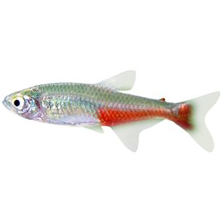 3CM RED BELLY TETRA