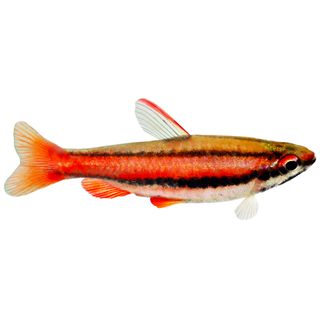 3CM PENCIL FISH - RED