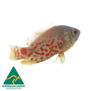 9CM ALBINO TIGER OSCAR (GRADE)