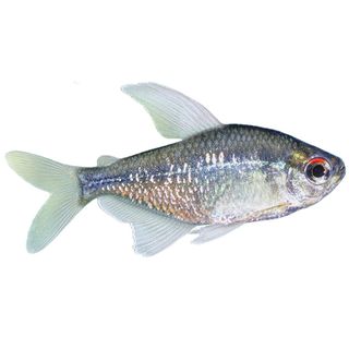 3CM DIAMOND TETRA