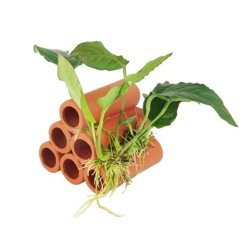 TERRACOTTA SHRIMP TUBES WITH ANUBIAS