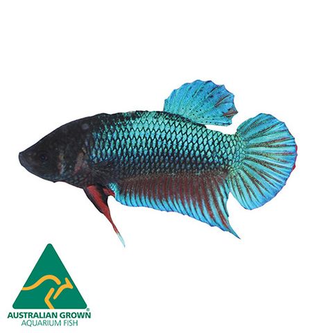 3.5CM ASSORTED FEMALE BETTA