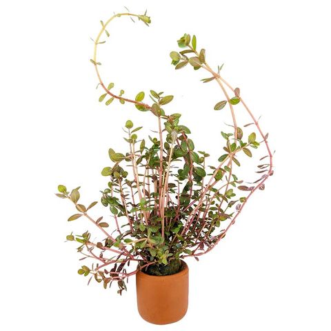 ROTALA COLORATA - TERRACOTTA 3CM POTS