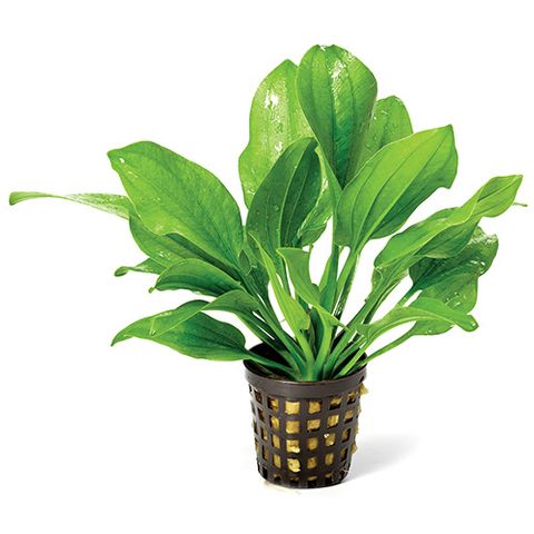 ECHIN.INDIAN RED - 5CM POT