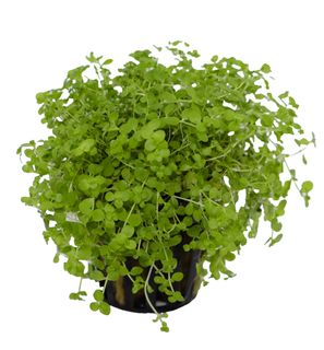 HYDROPONICS