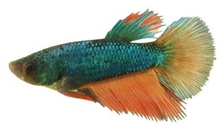 5CM FEMALE HALFMOON BETTA