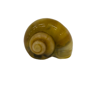 IVORY MYSTERY SNAILS - SMALL