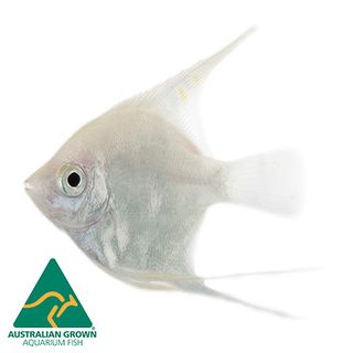 4.5CM PLATINUM ANGELFISH