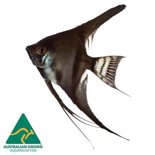 4.5CM BLACK ANGELFISH