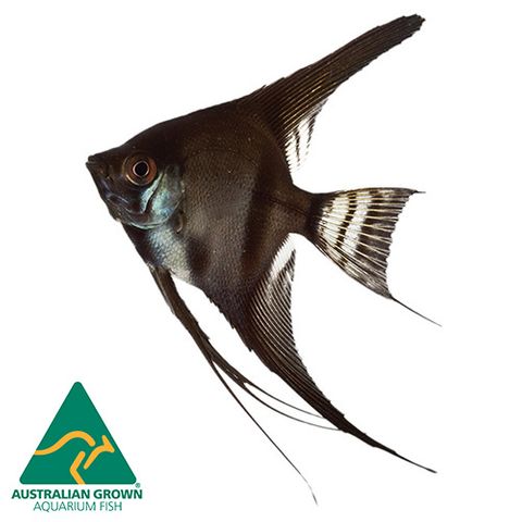 4.5CM BLACK ANGELFISH