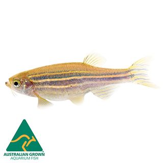 3CM LONGFIN GOLD ZEBRA DANIO