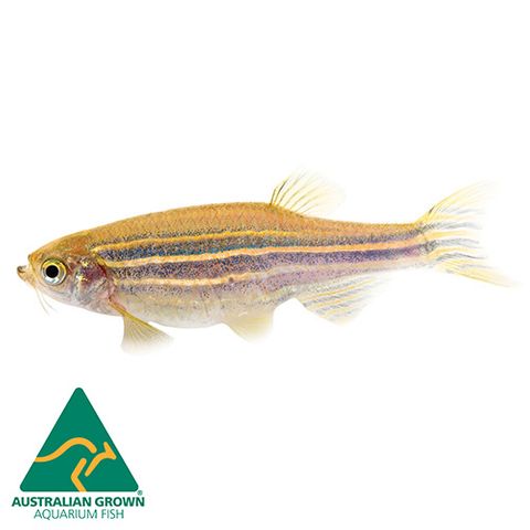 3CM LONGFIN GOLD ZEBRA DANIO