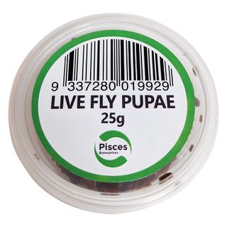 FLY PUPAE LIVE - 25G TUB