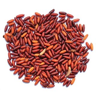 FLY PUPAE FROZEN - 50G TUB