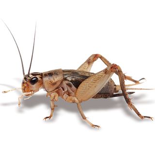 CRICKETS X SMALL - 3000 BULK