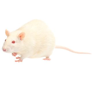 ADULT RAT - 1 -LARGE - PREGNANT