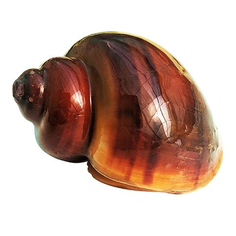 TORT MYSTERY SNAILS - LARGE