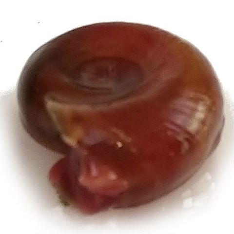 RED RAMSHORN SNAILS