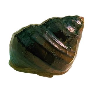 SINGAPORE SPIRAL SNAILS