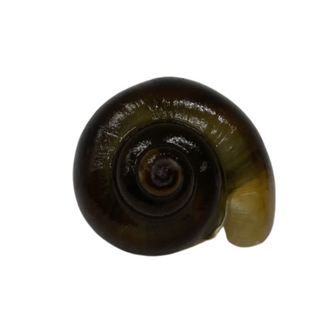 BLACK FOOT MYSTERY SNAIL - SMALL