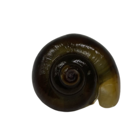 BLACK  MYSTERY SNAIL - MEDIUM
