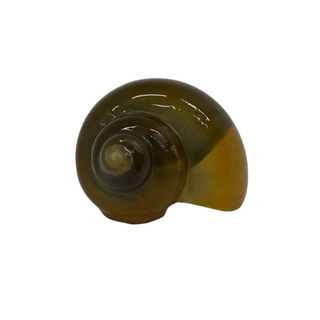 GREEN BLACK FOOT MYSTERY SNAIL - SMALL