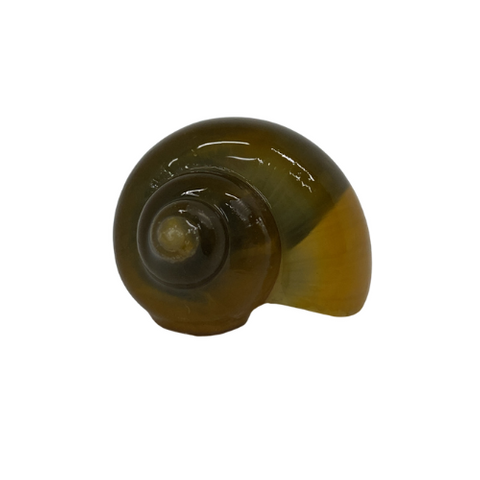 GREEN MYSTERY SNAIL - MEDIUM