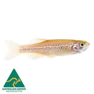 3CM LEOPARD DANIO
