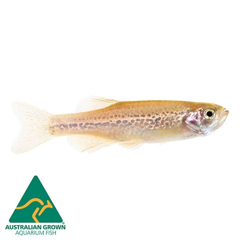 3CM LEOPARD DANIO