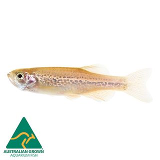 3CM ASSORTED DANIO