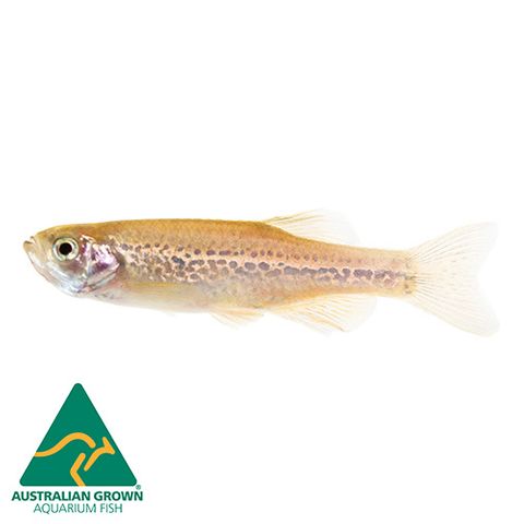 3CM ASSORTED DANIO