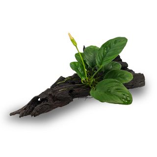 ANUBIAS JENNY - MEDIUM  WOOD